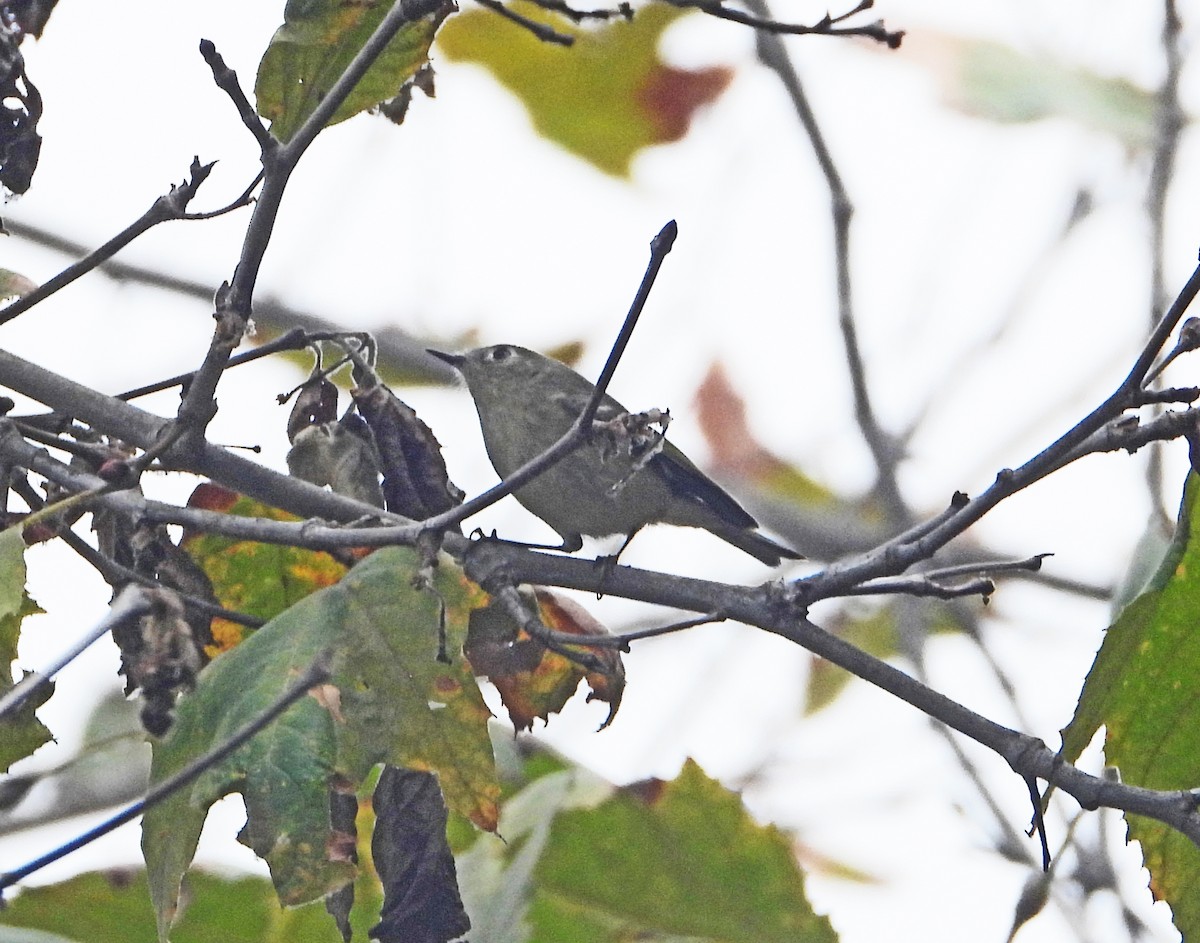 Ruby-crowned Kinglet - ML644599851