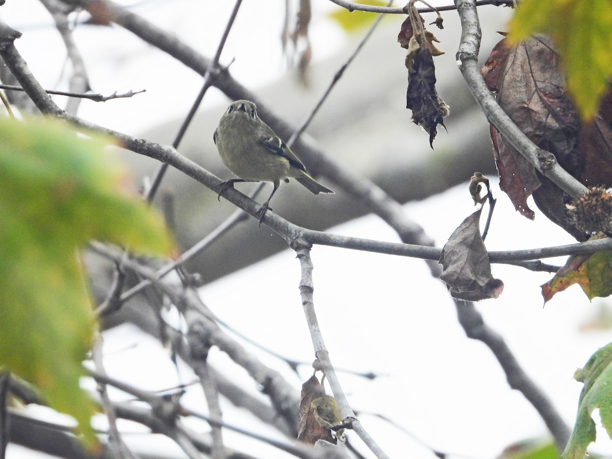 rubinfuglekonge - ML644599852