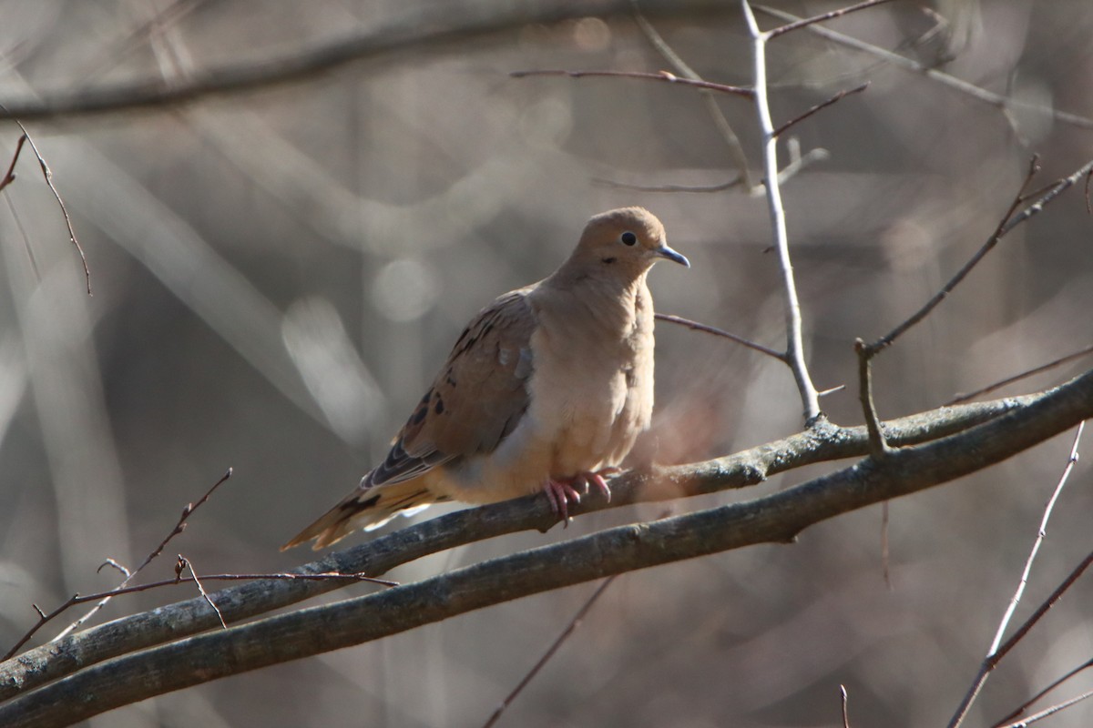 ナゲキバト - ML644599855