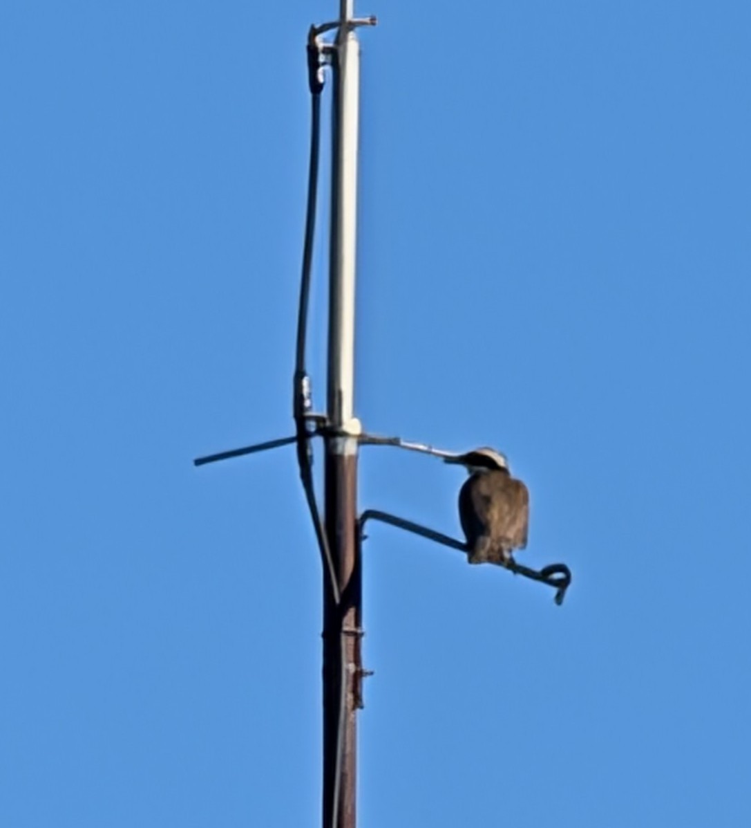 storkiskadi - ML644599860