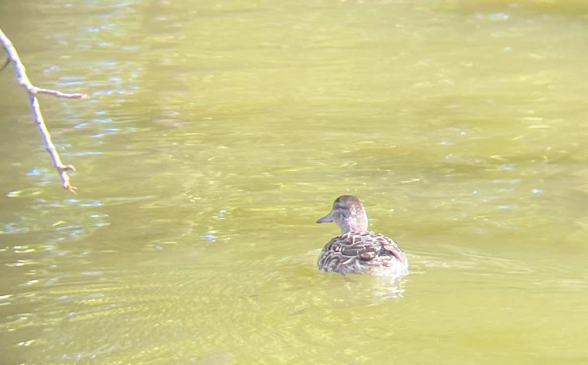 Green-winged Teal - ML644599865