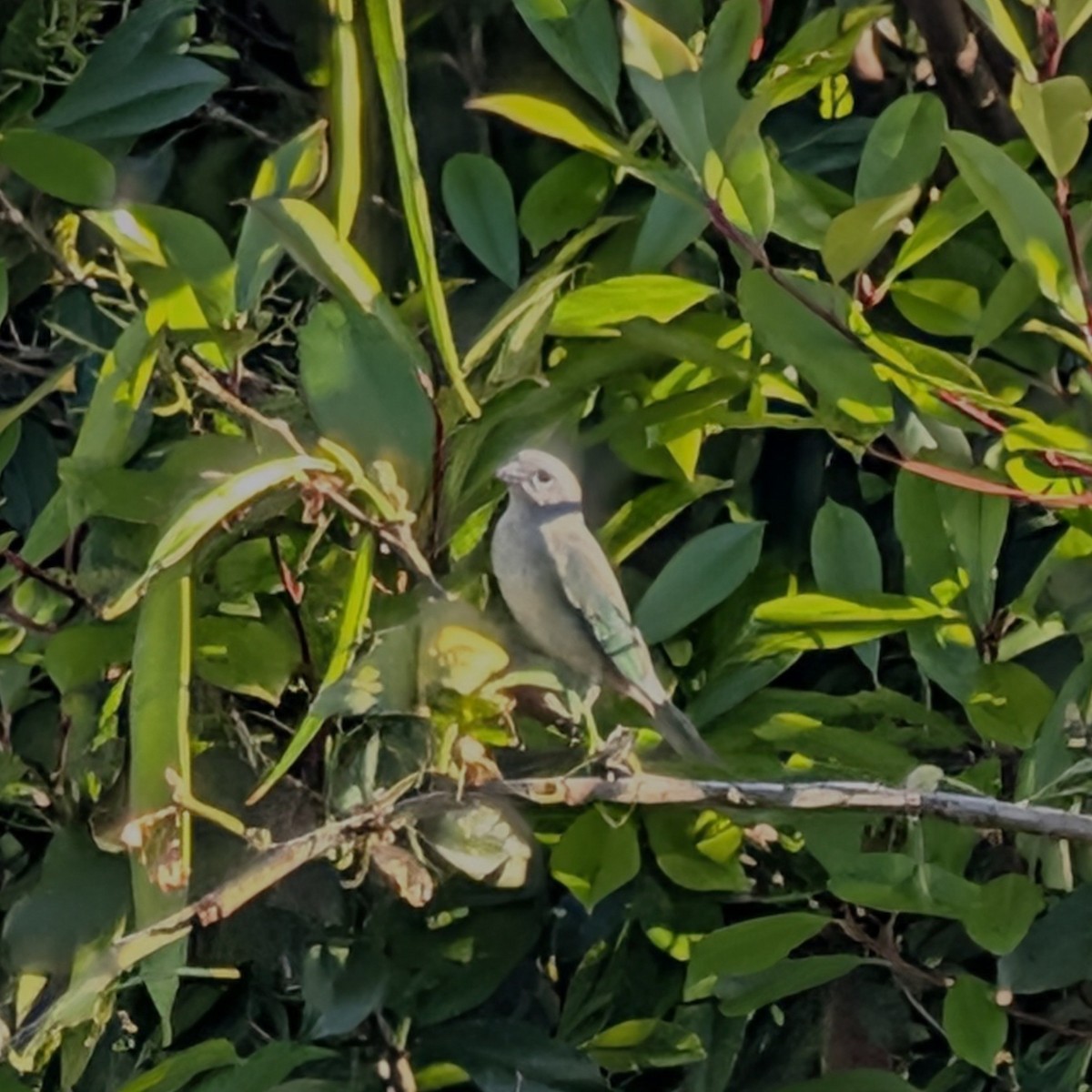 Sayaca Tanager - ML644599868