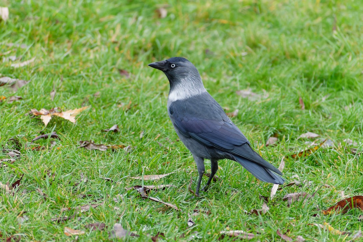 Taccola - ML644599869