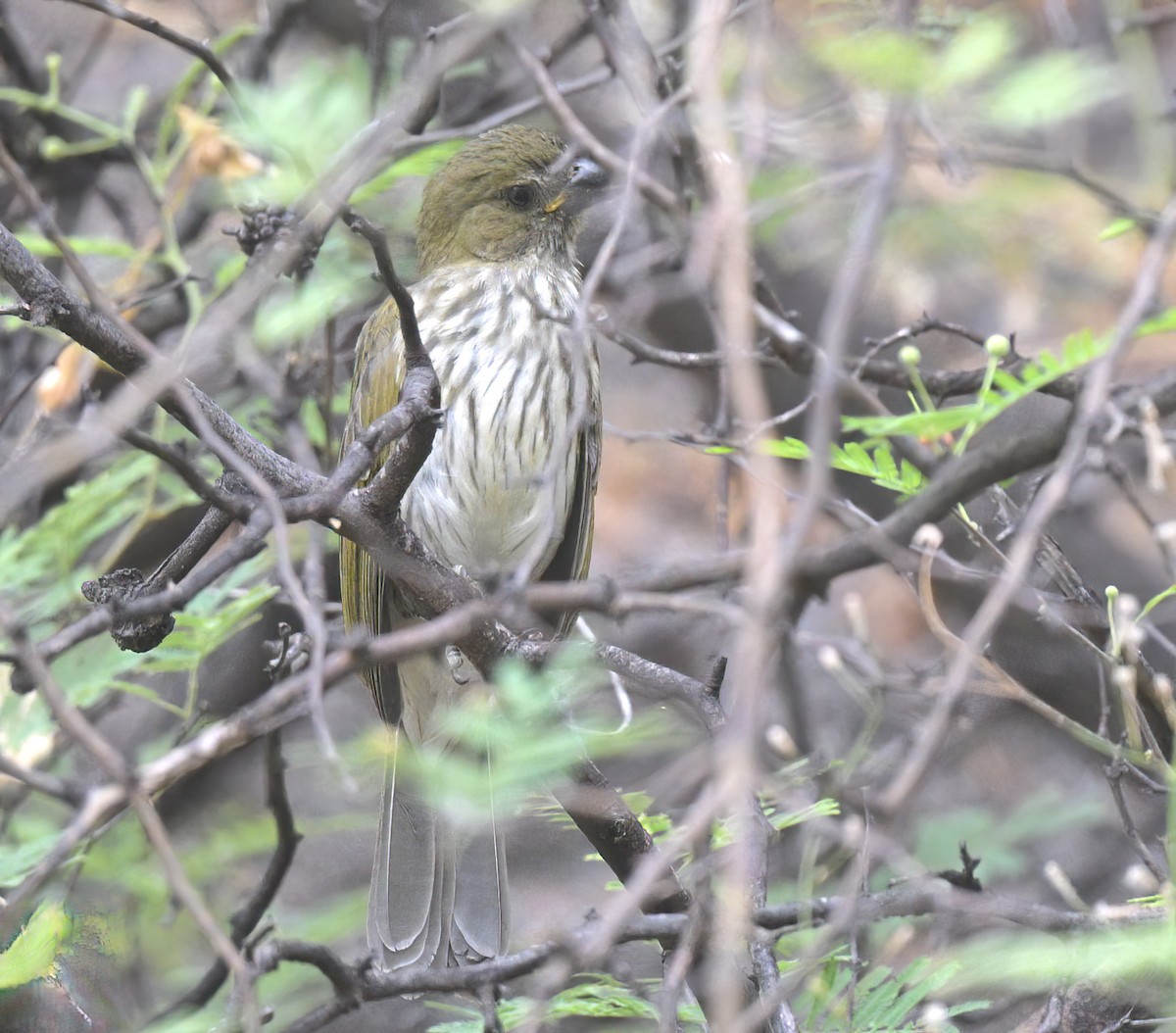 Streaked Saltator - ML644599871