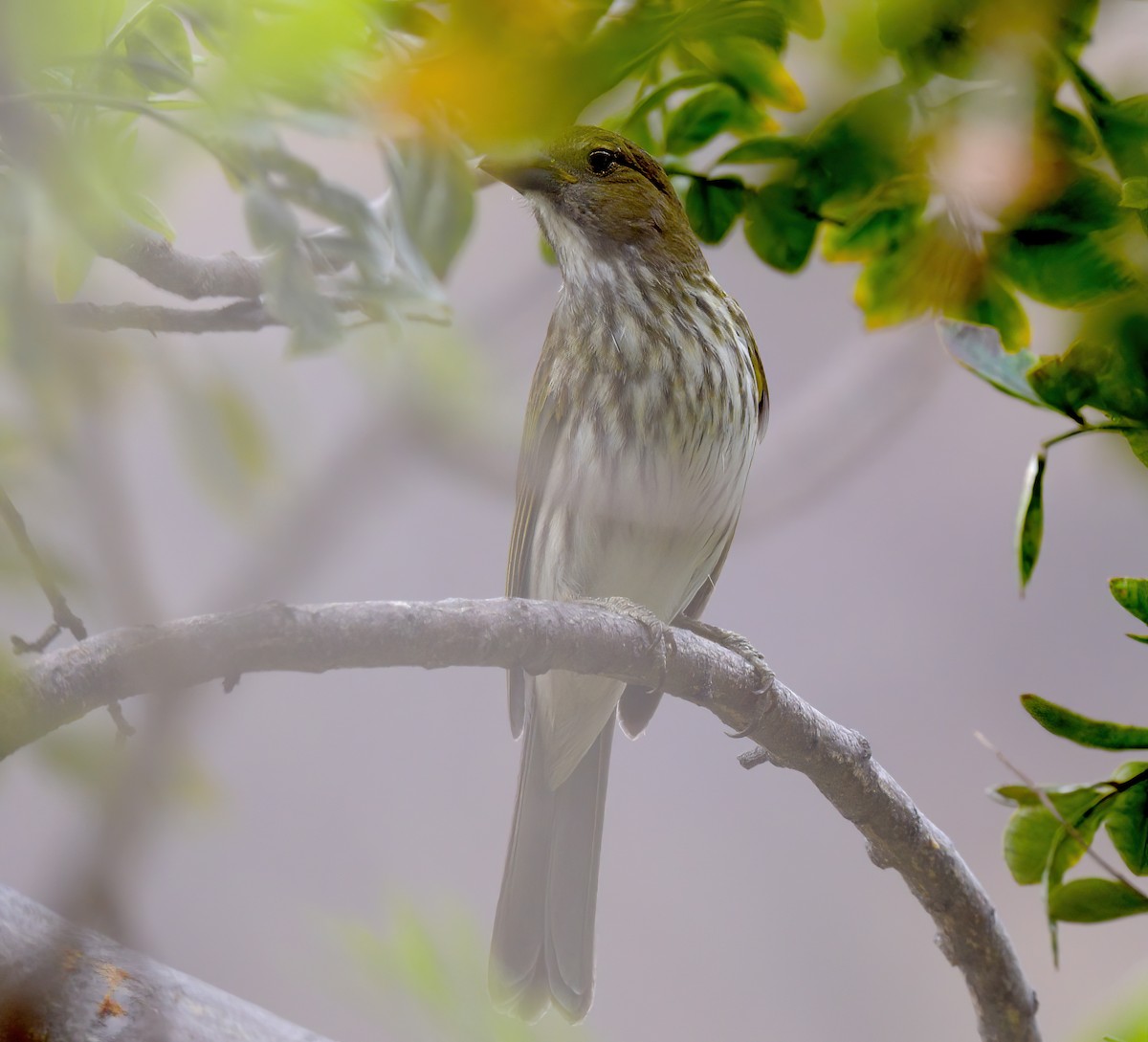 Streaked Saltator - ML644599872