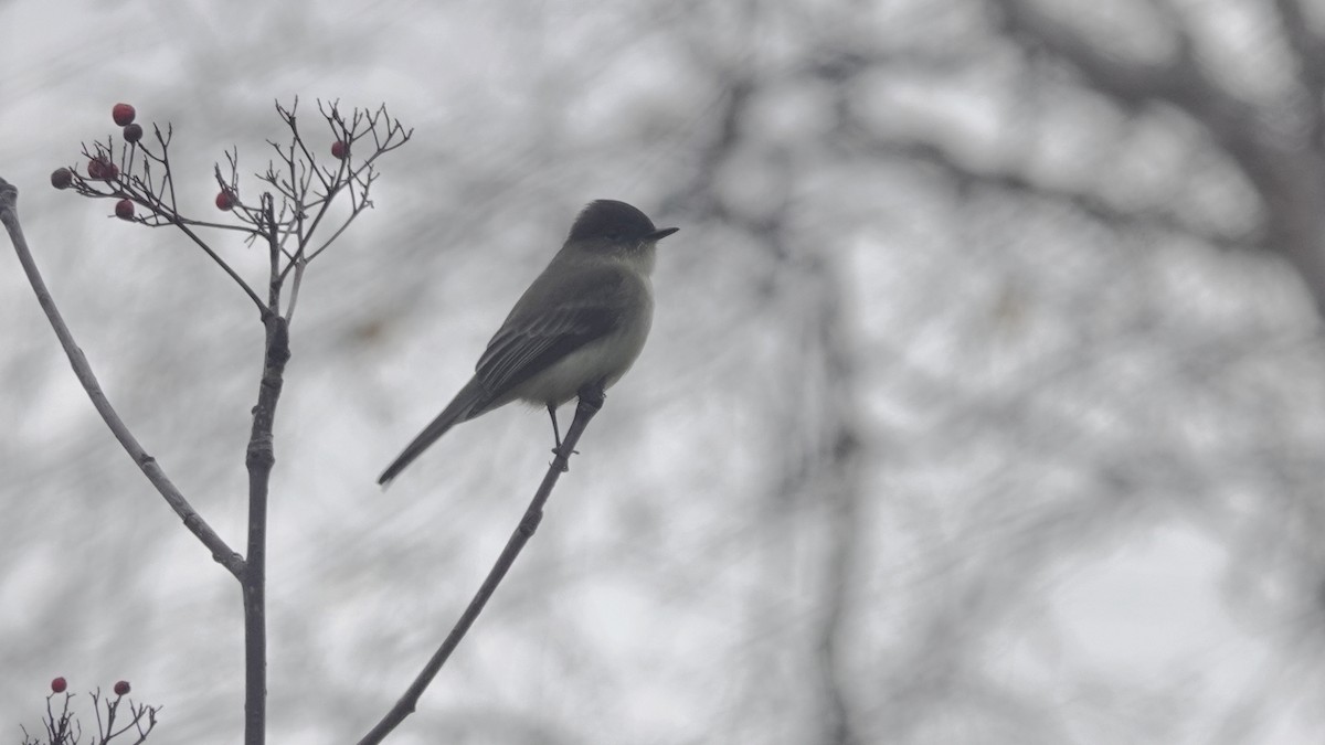 Eastern Phoebe - ML644599884