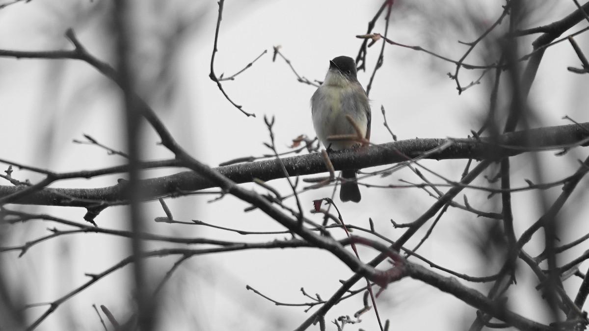 Eastern Phoebe - ML644599885