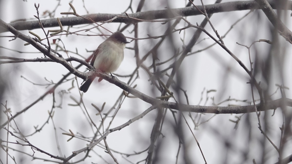 Eastern Phoebe - ML644599886