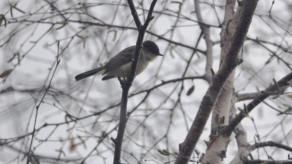 Eastern Phoebe - ML644599887
