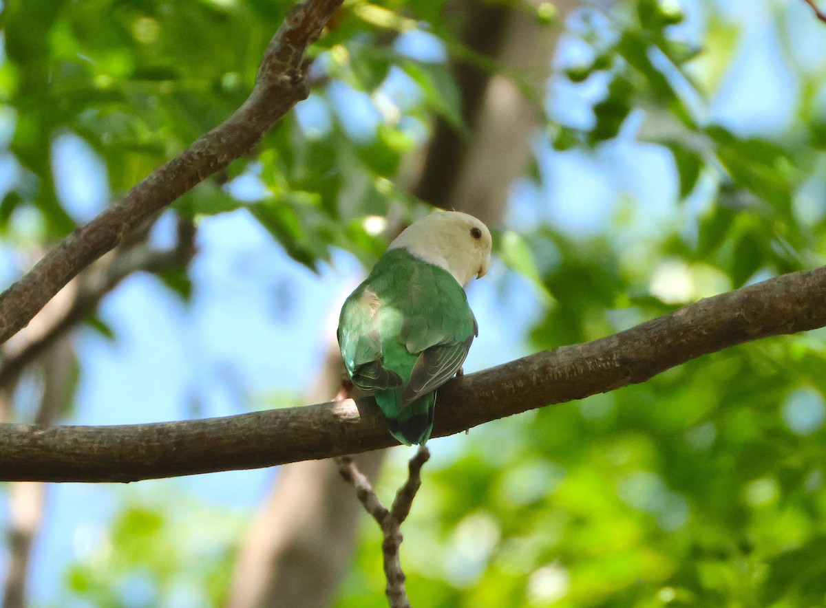 Grauköpfchen - ML644599889