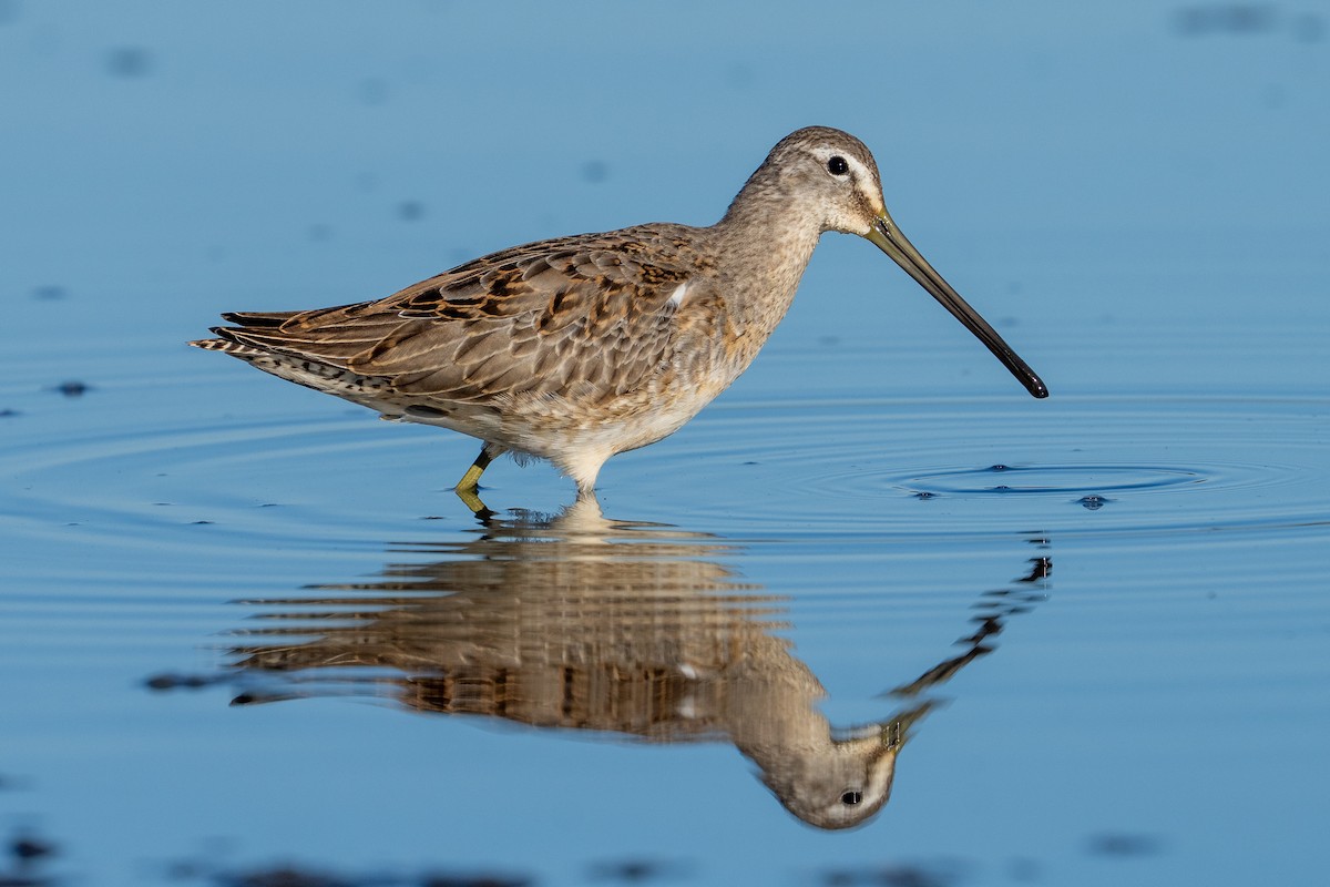 Bécassin à long bec - ML644599890