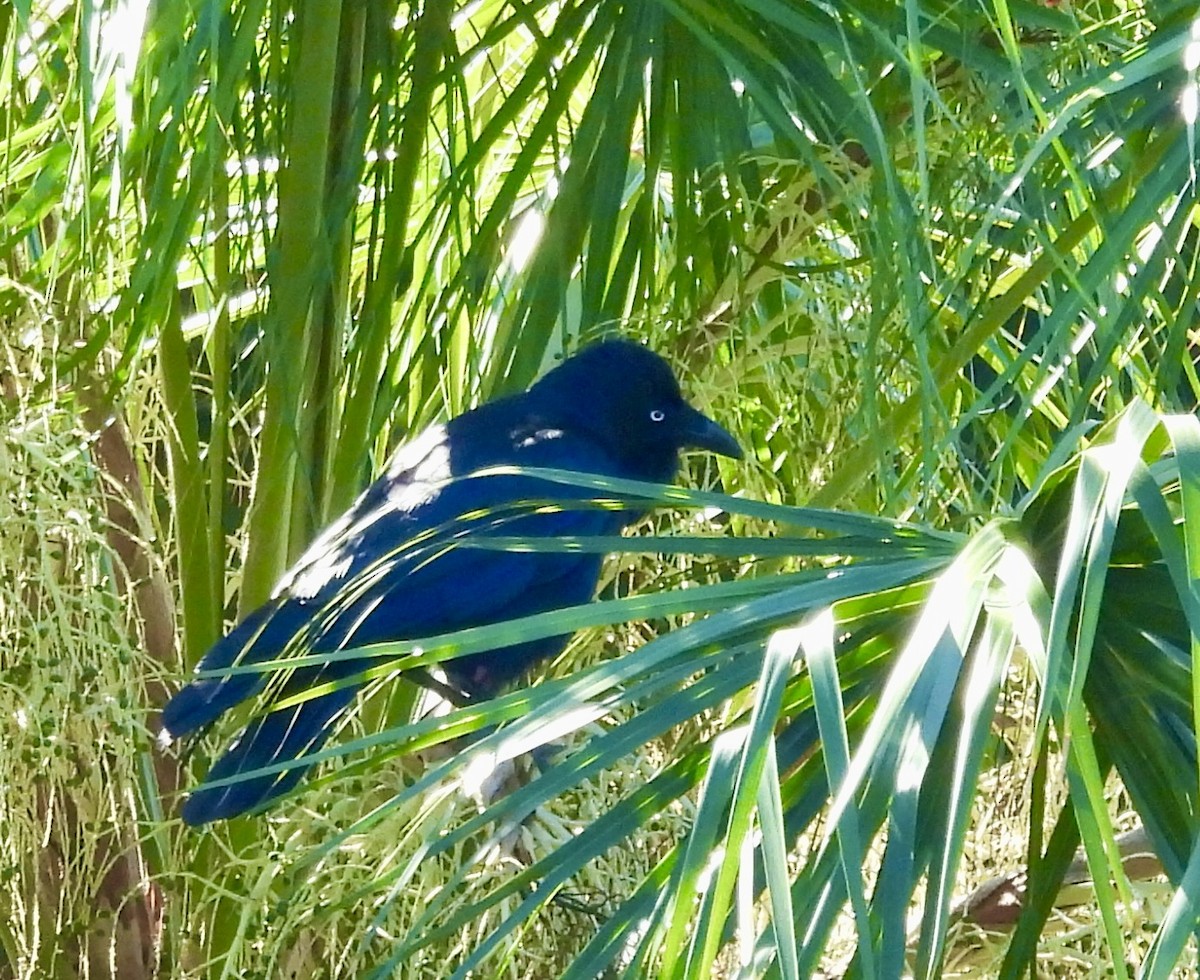 ミナミワタリガラス - ML644599899