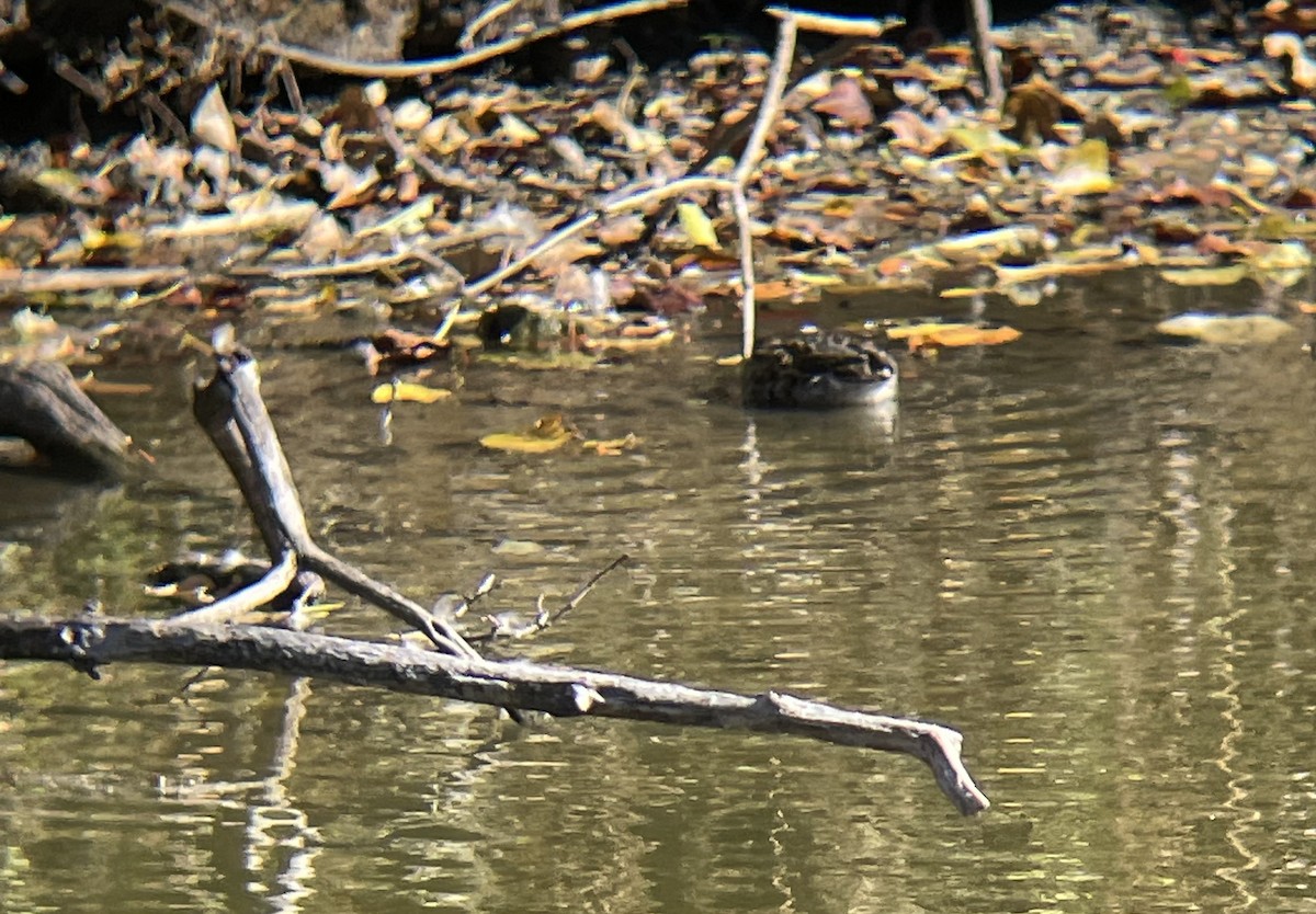 Green-winged Teal - ML644599900