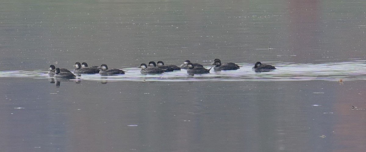 Black Scoter - ML644599907