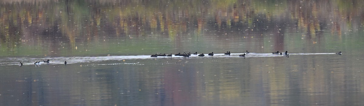 Black Scoter - ML644599917