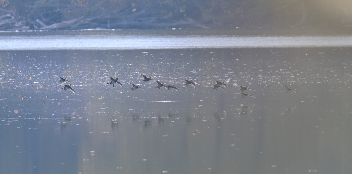 Black Scoter - ML644599929