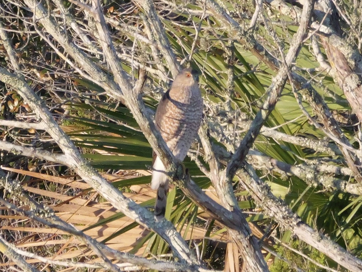 Cooper's Hawk - ML644599931