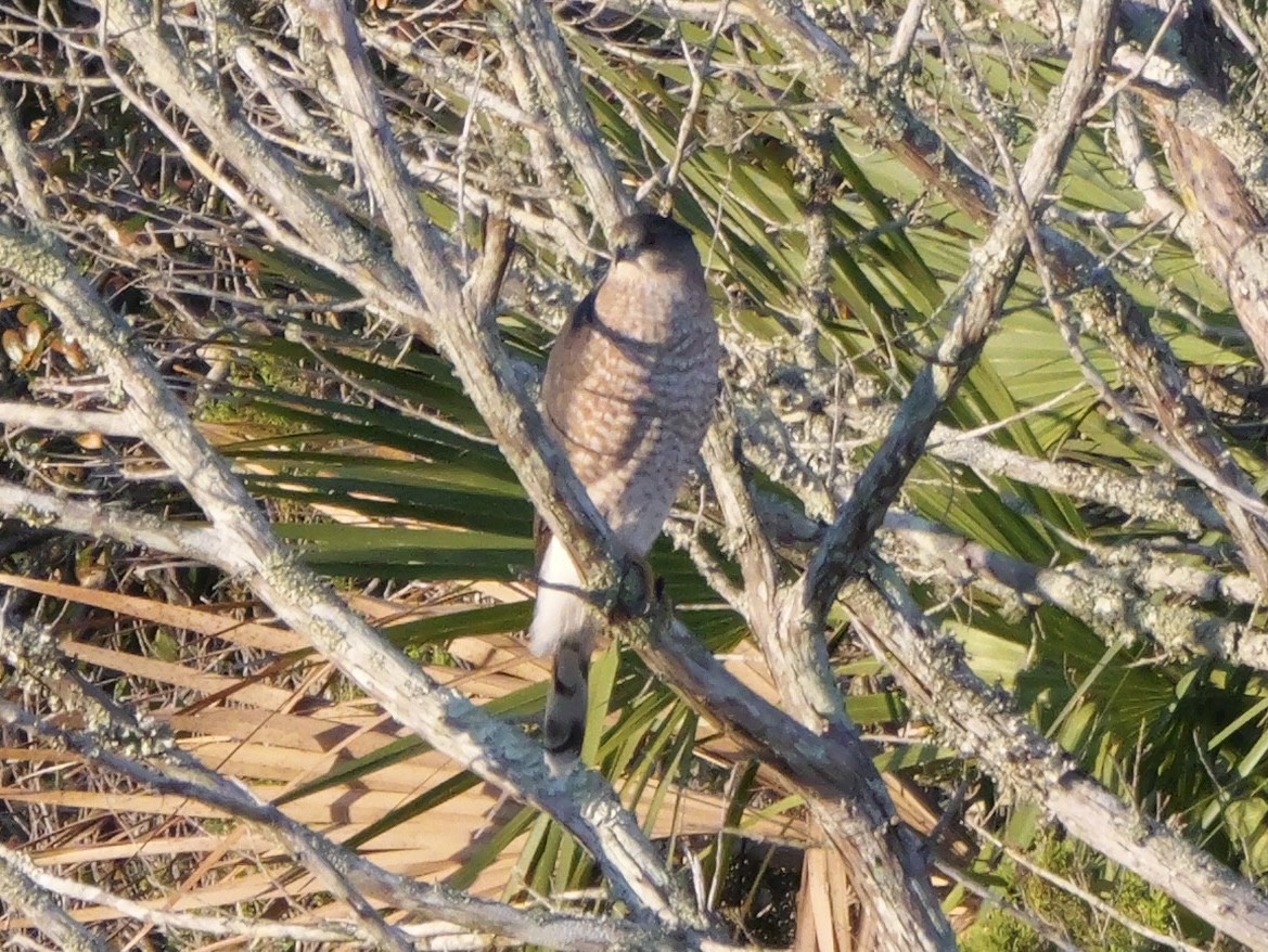 Cooper's Hawk - ML644599935