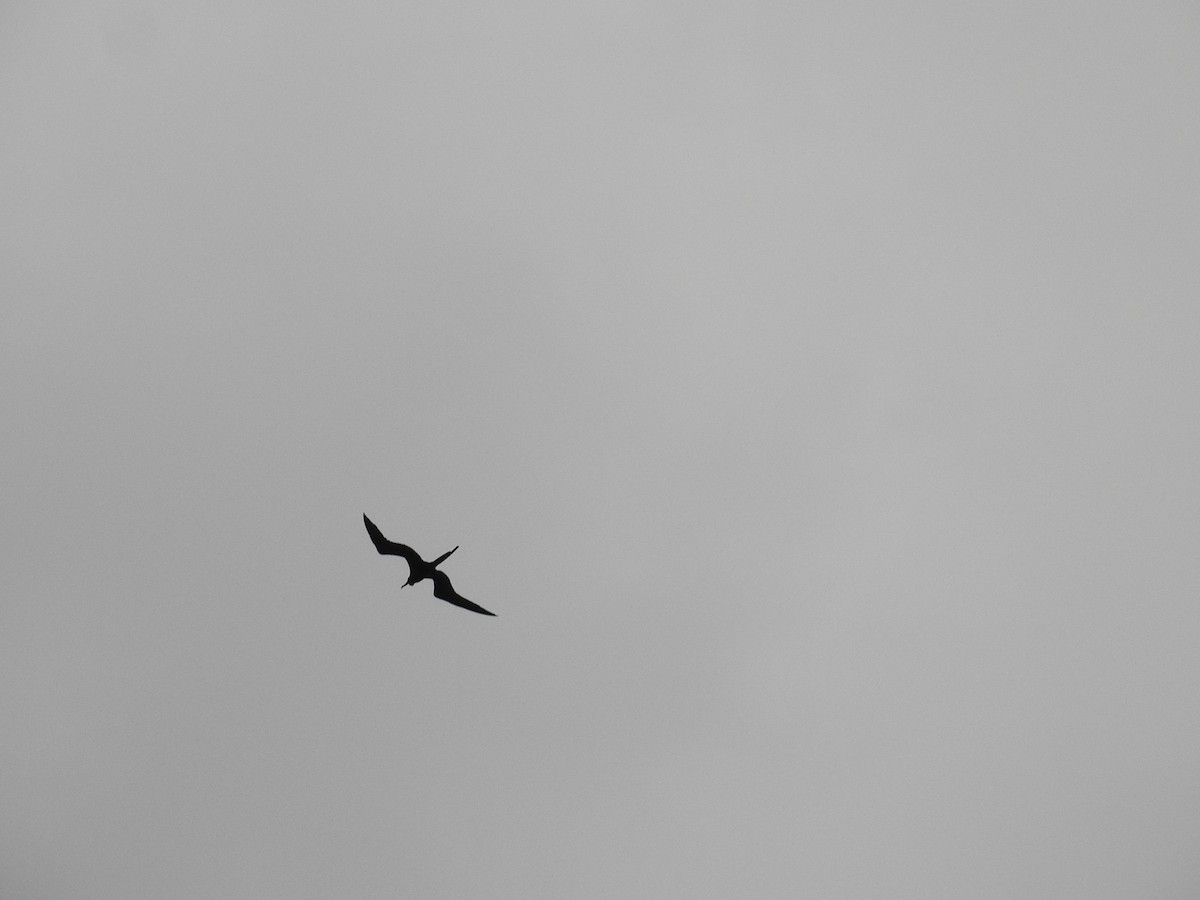 Muhteşem Fregatkuşu - ML644599940