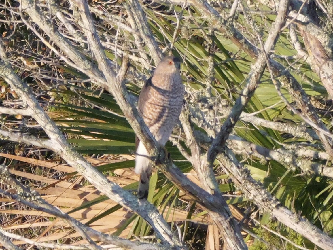 Cooper's Hawk - ML644599941