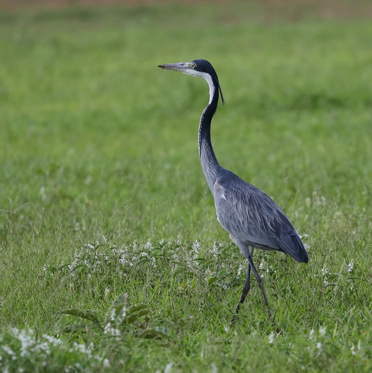 Black-headed Heron - ML644599950