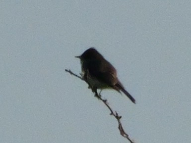 Eastern Phoebe - ML644599954