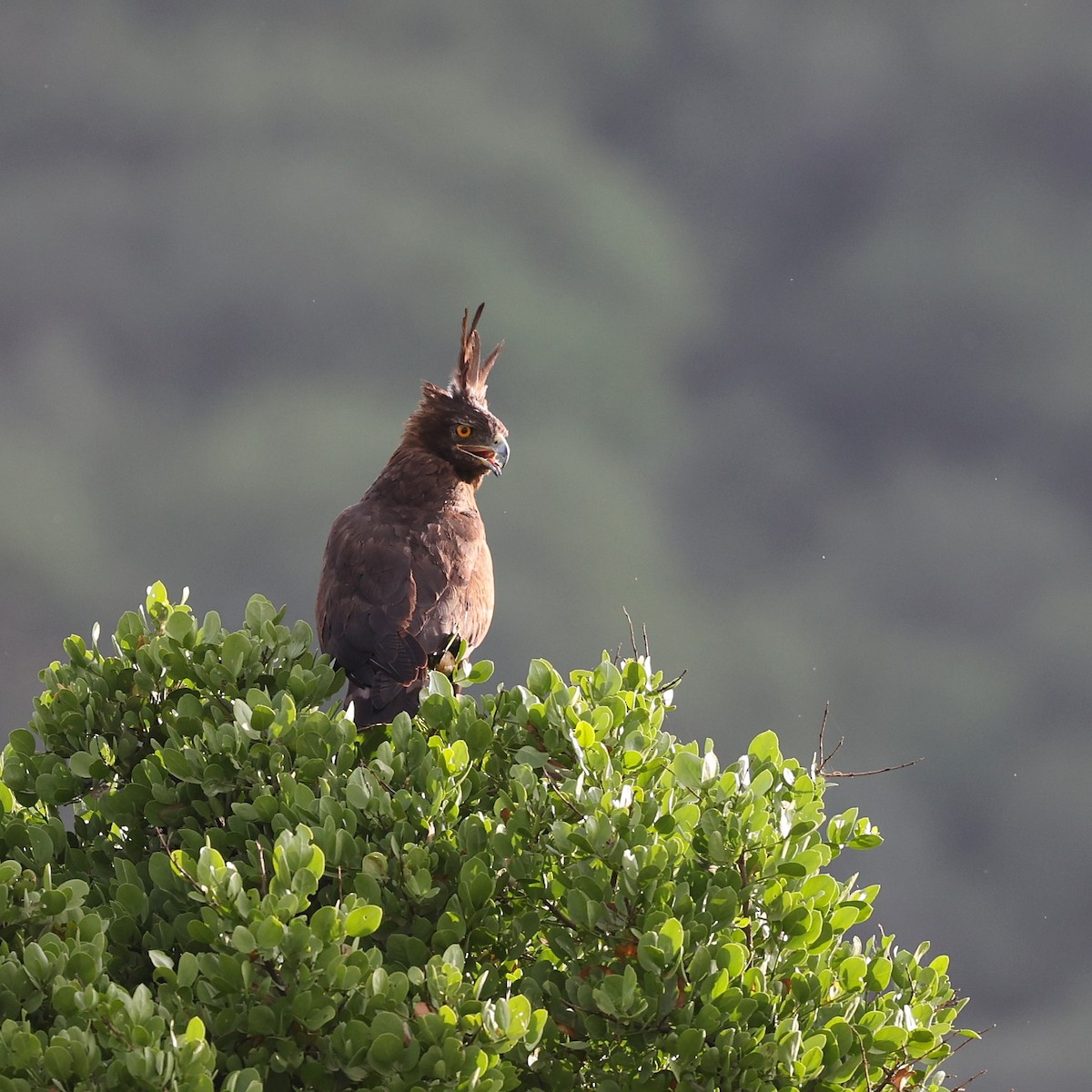 Long-crested Eagle - ML644599955