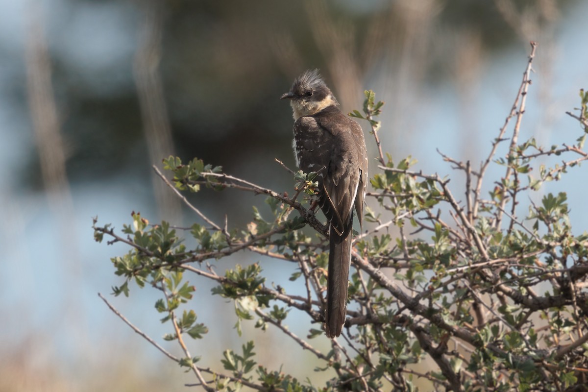 קוקיה מצויצת - ML644599956