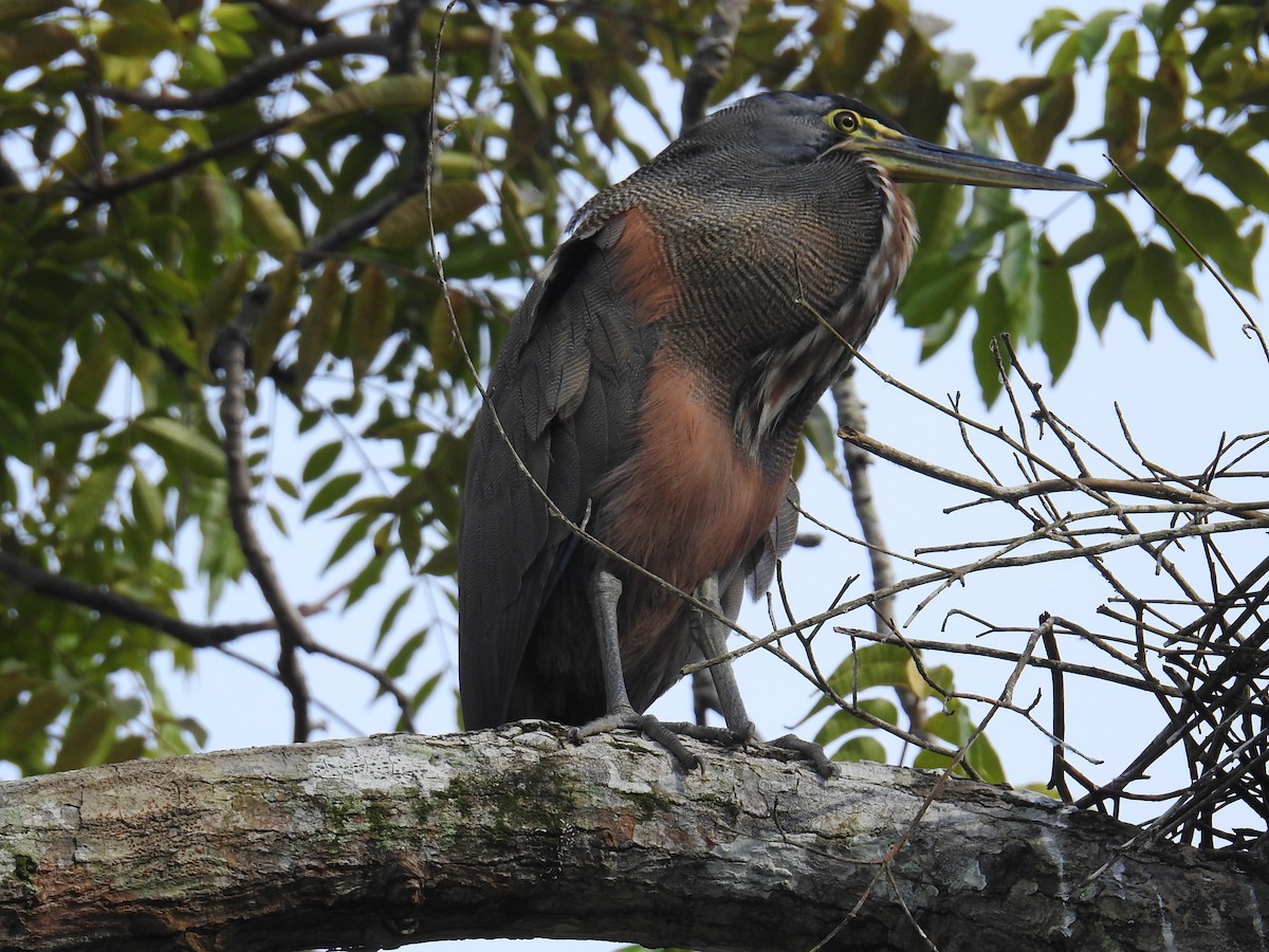 Bare-throated Tiger-Heron - ML644599961