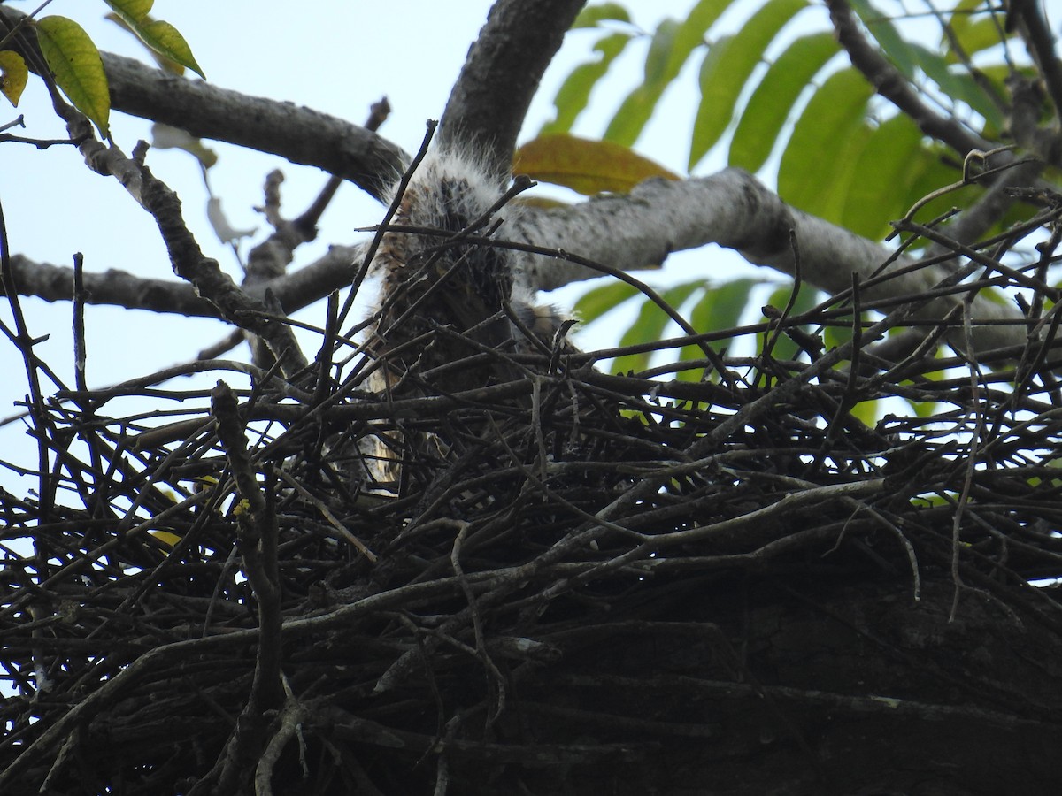 Bare-throated Tiger-Heron - ML644599962