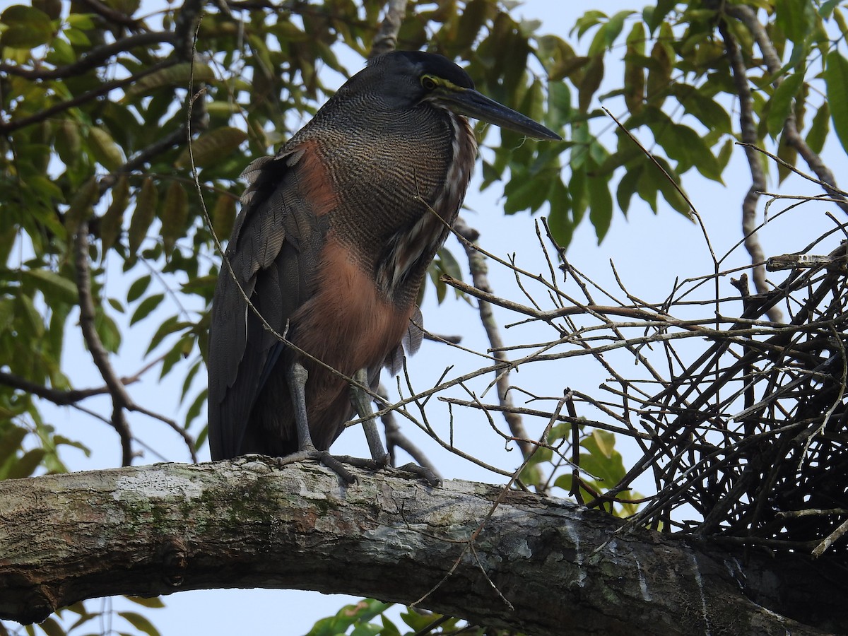 Bare-throated Tiger-Heron - ML644599963