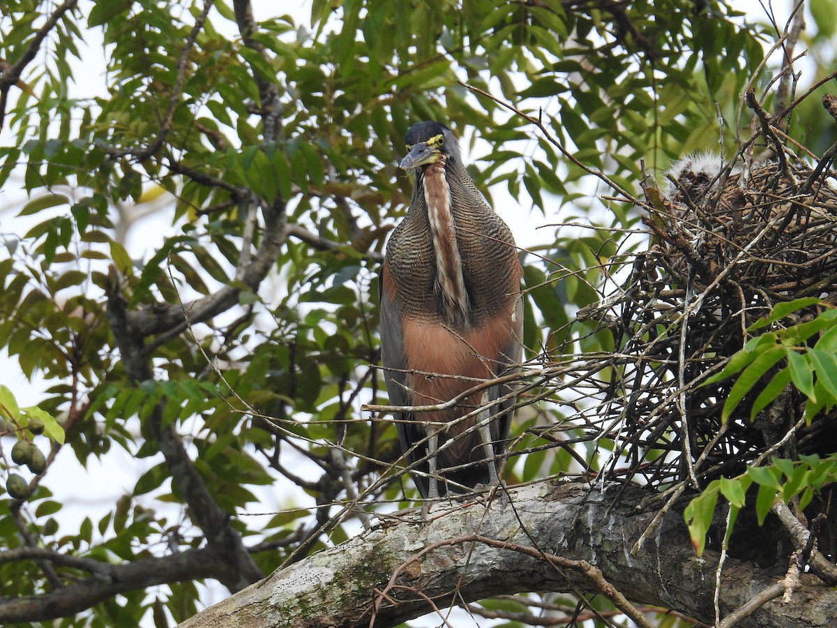 Bare-throated Tiger-Heron - ML644599964