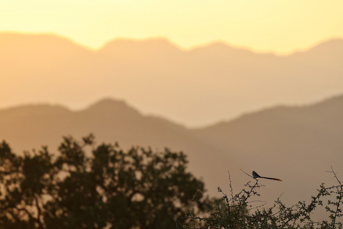 Pin-tailed Whydah - ML644599972