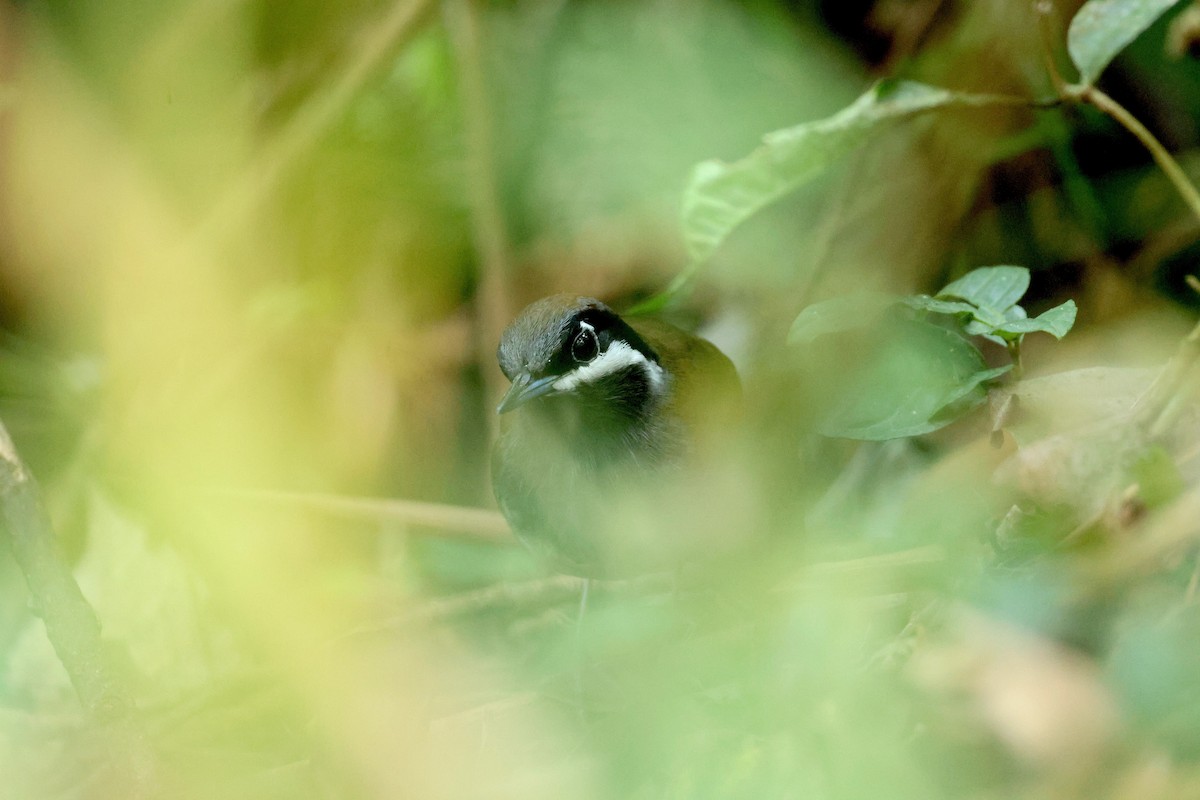 Weißbartvanga - ML644599973