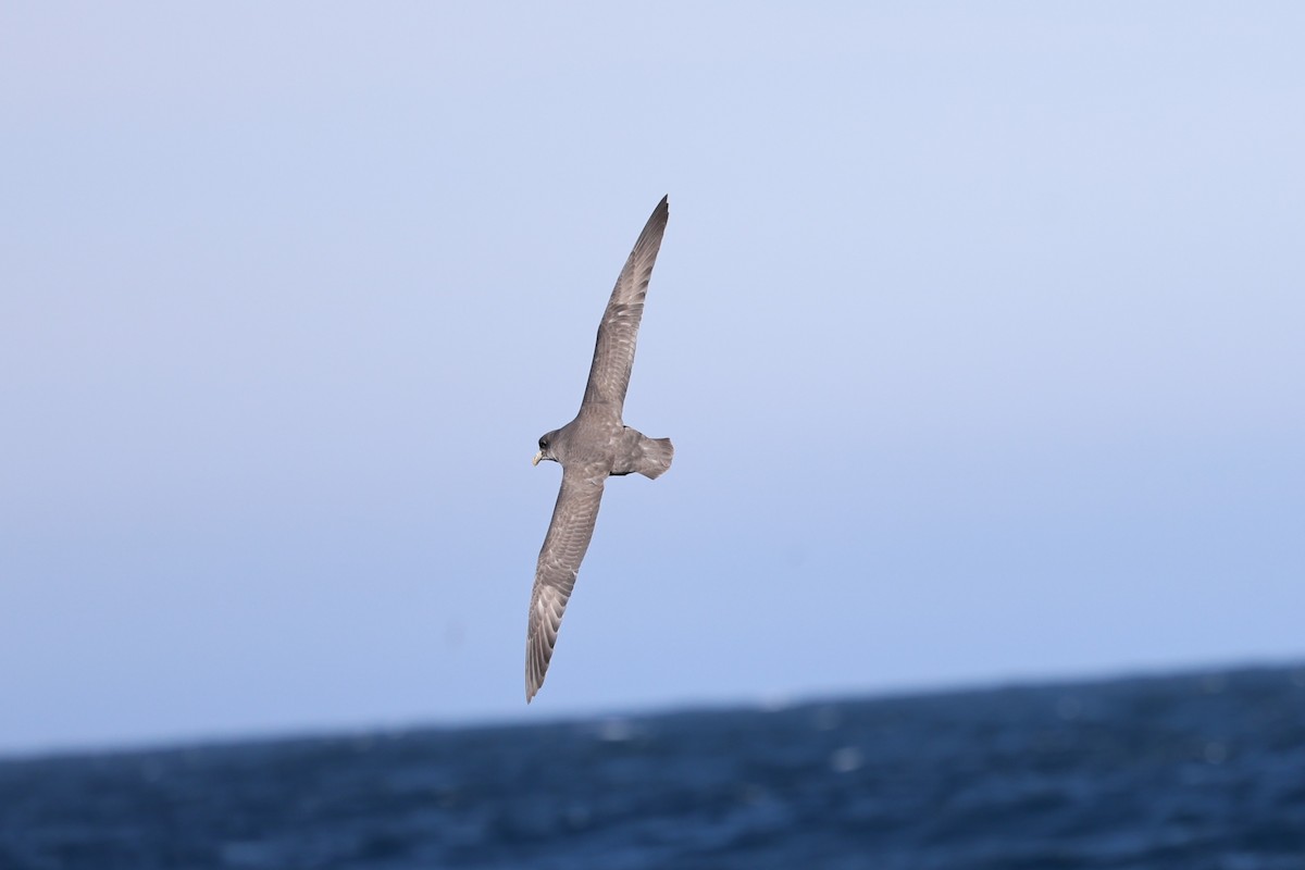 buřňák lední - ML644599979