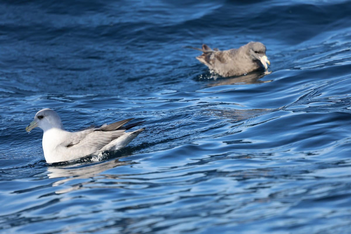 buřňák lední - ML644599980