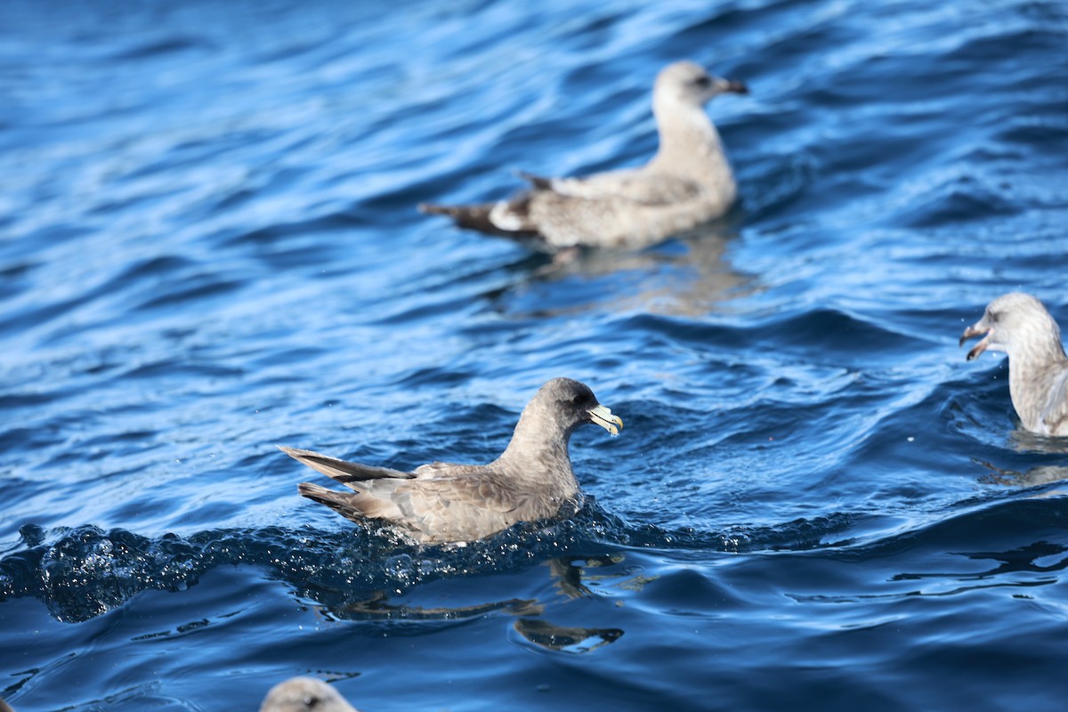 buřňák lední - ML644599981