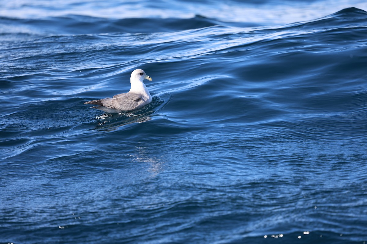 buřňák lední - ML644599982