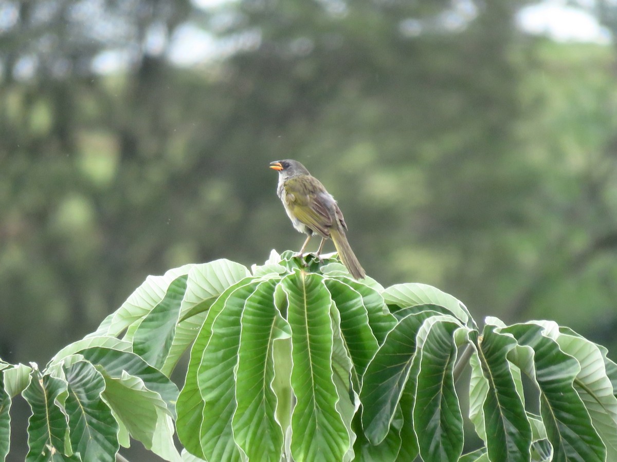 Great Pampa-Finch - ML644599983