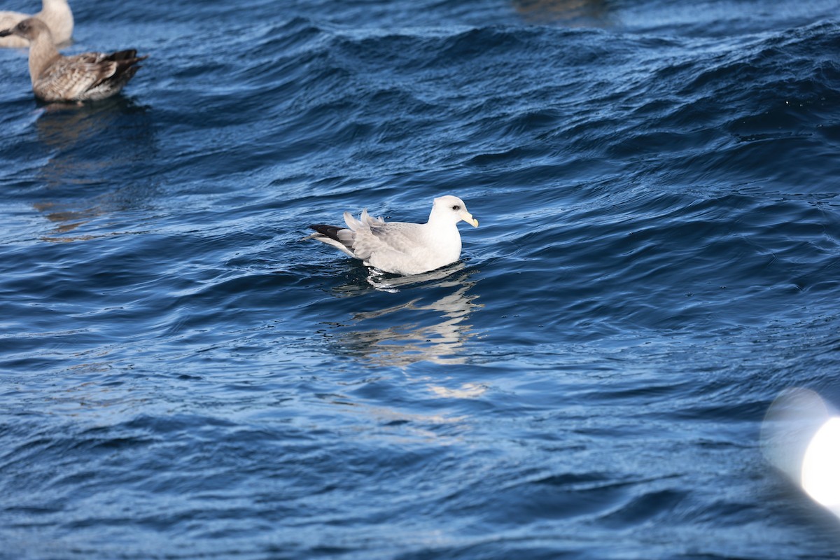 buřňák lední - ML644599987