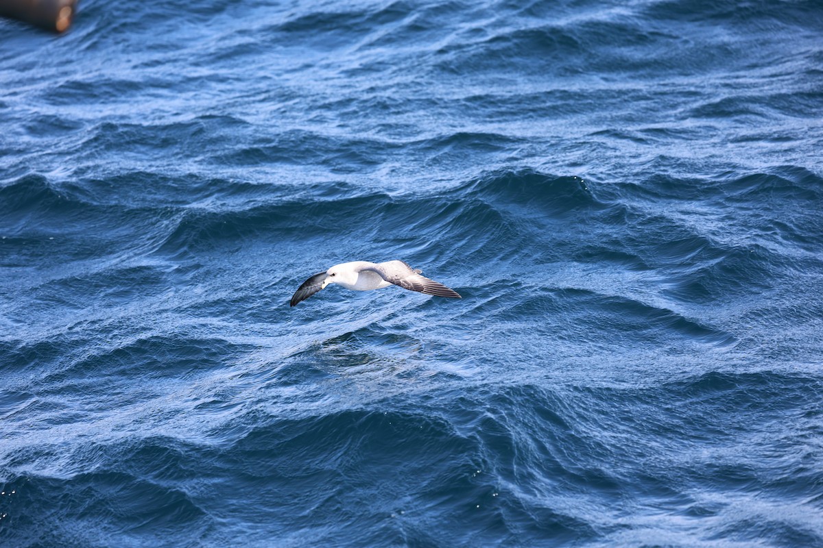 buřňák lední - ML644599989