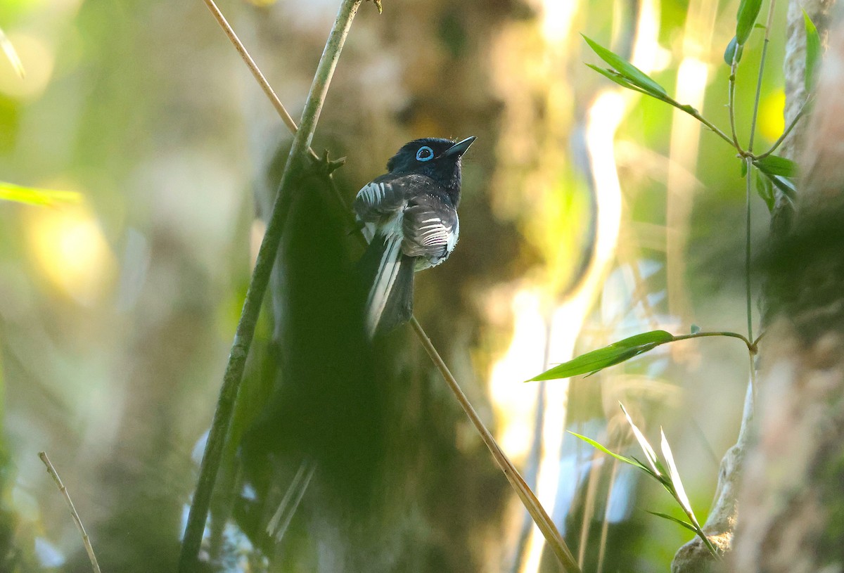 Rotbrust-Paradiesschnäpper [mutata-Gruppe] - ML644599990