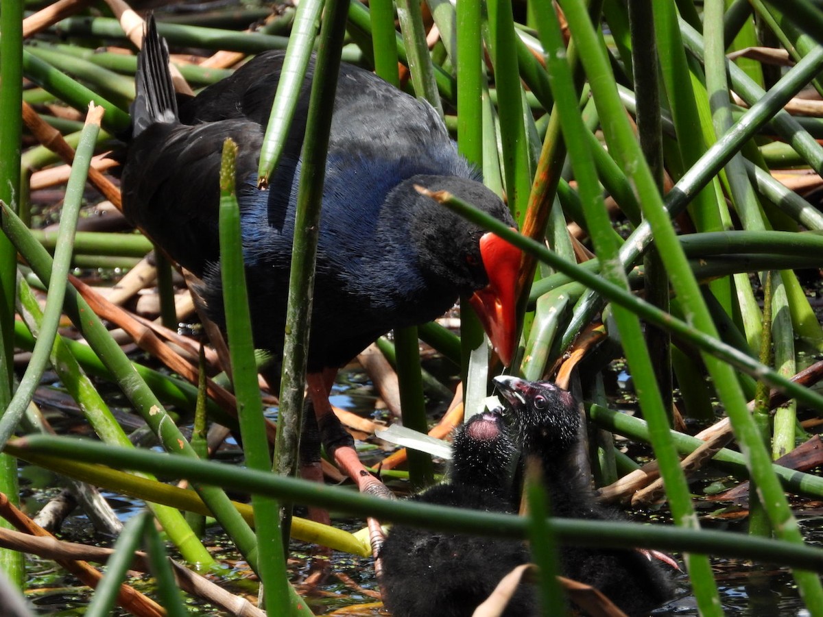 slípka australasijská - ML644599991