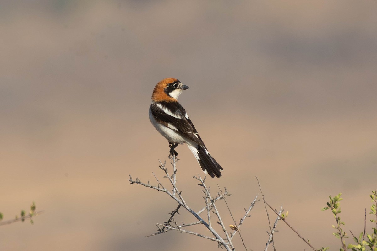 Averla capirossa - ML644599992