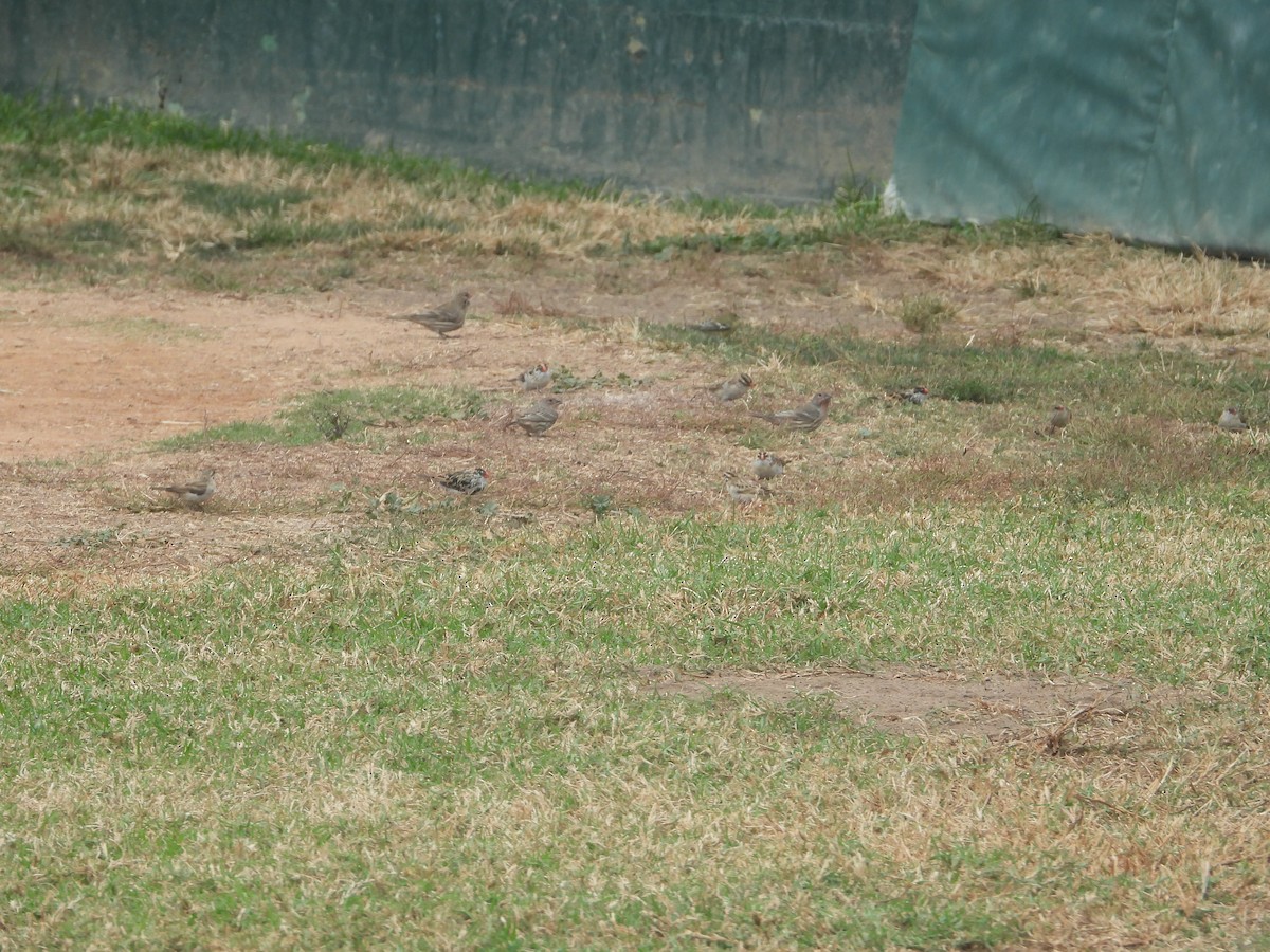 Pin-tailed Whydah - ML644599993