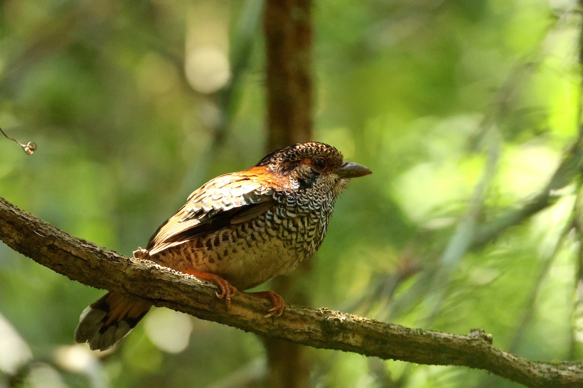 Schuppenerdracke - ML644599997