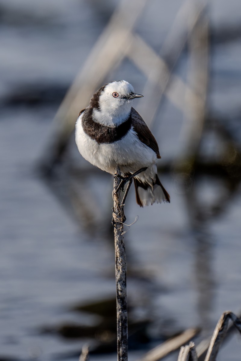 Eptianuro Pío - ML644600001