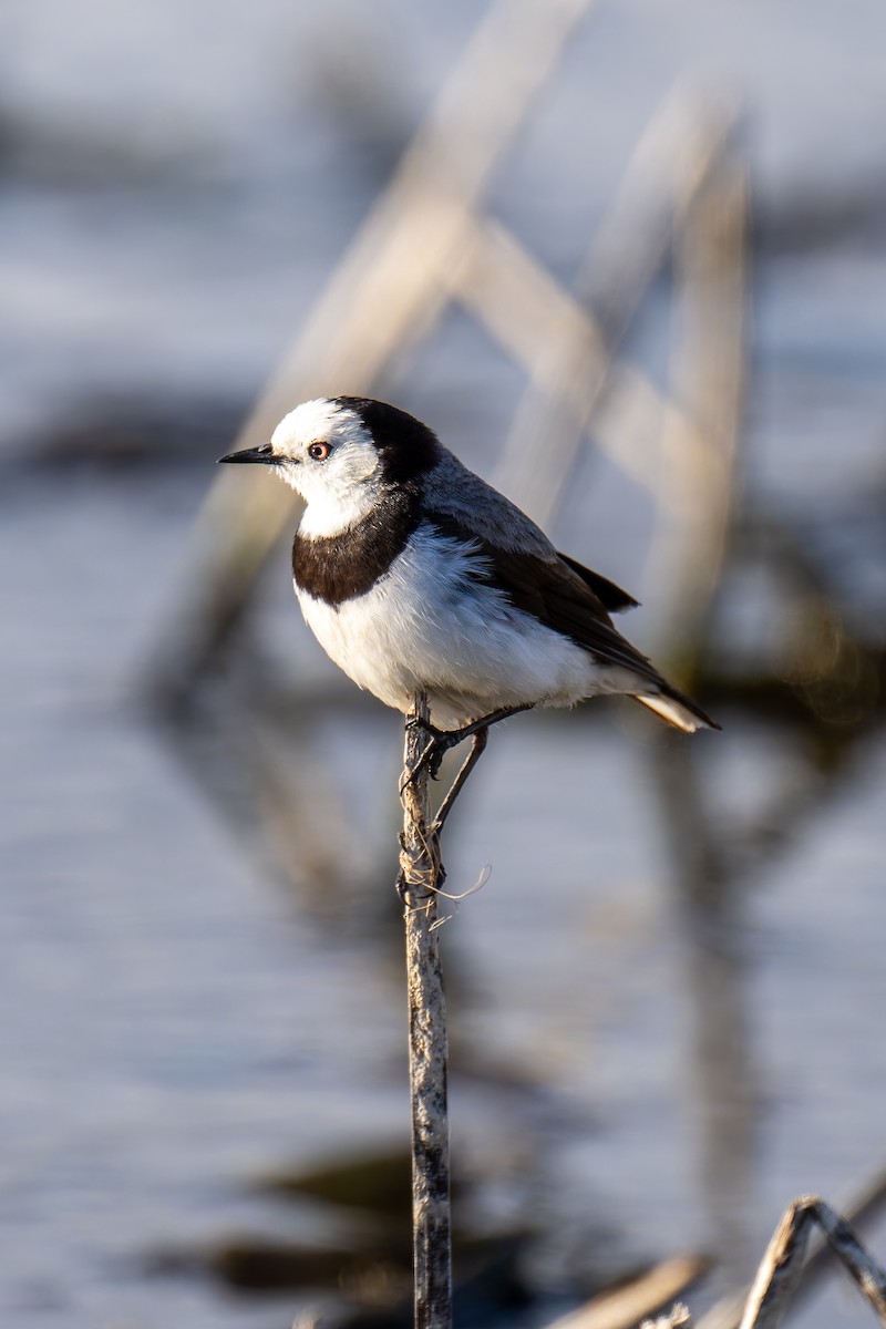 Eptianuro Pío - ML644600002