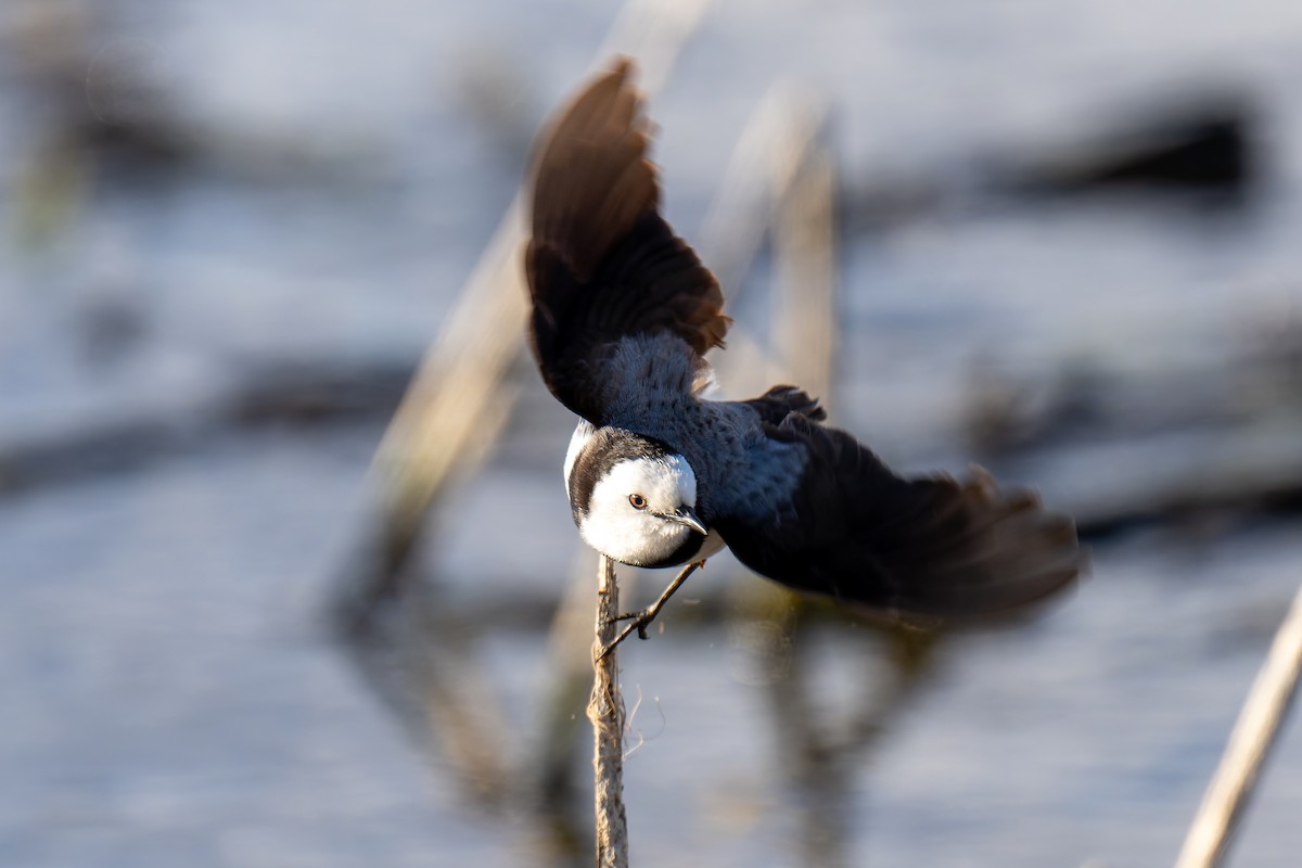 Eptianuro Pío - ML644600003