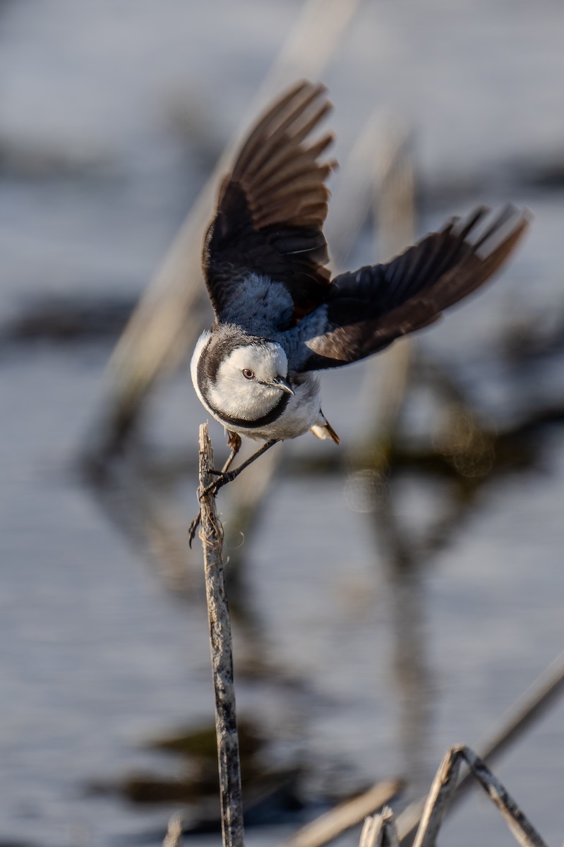 Eptianuro Pío - ML644600004